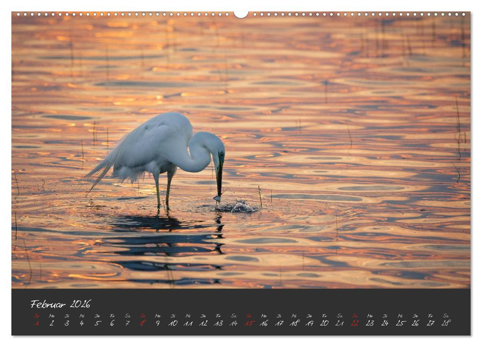 Natur erleben Seewinkel-Neusiedlersee (CALVENDO Wandkalender 2026)