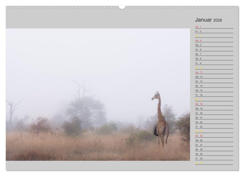 Twigas - Giraffen (CALVENDO Wandkalender 2026)