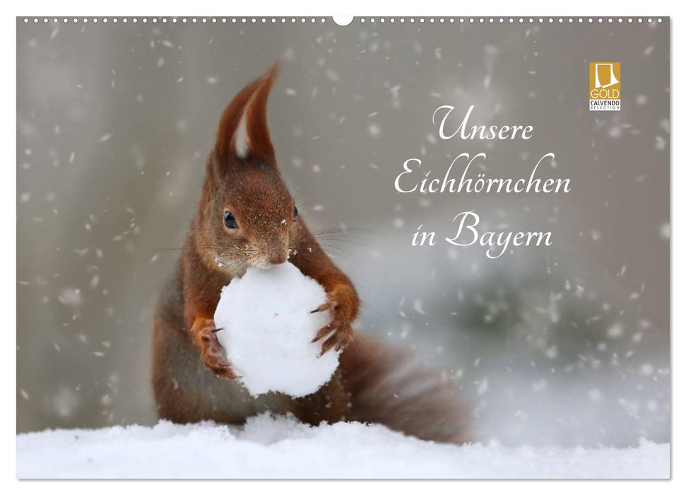 Unsere Eichhörnchen in Bayern (CALVENDO Wandkalender 2026)