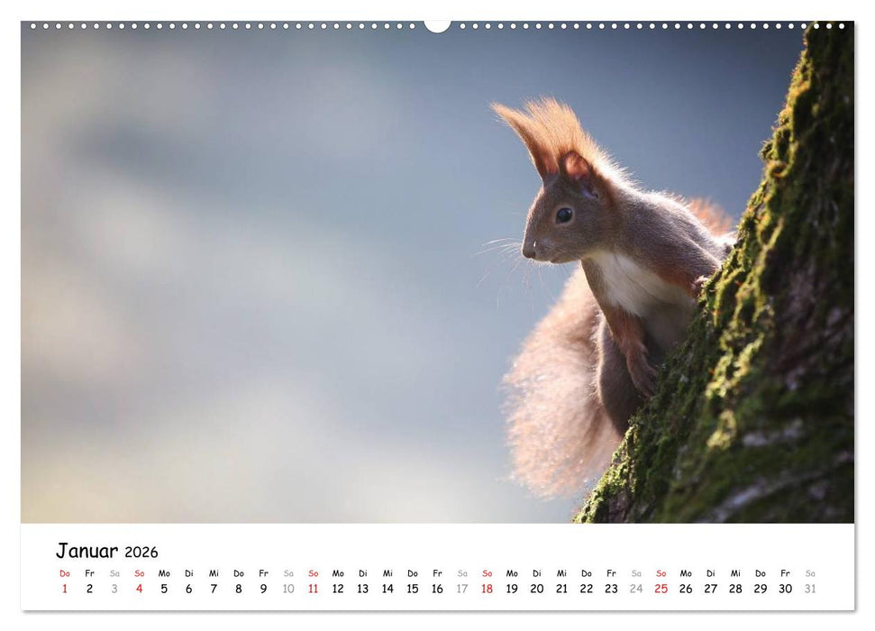 Unsere Eichhörnchen in Bayern (CALVENDO Wandkalender 2026)