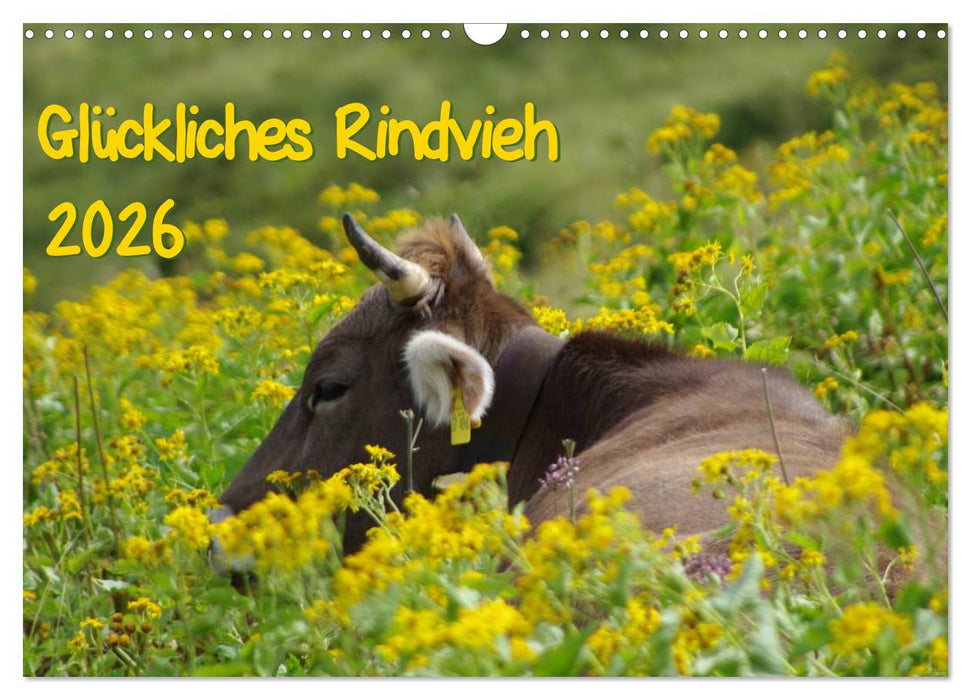 Glückliches Rindvieh 2026 (CALVENDO Wandkalender 2026)