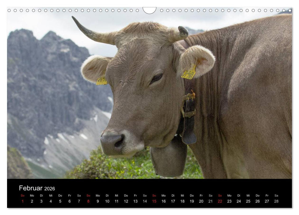 Glückliches Rindvieh 2026 (CALVENDO Wandkalender 2026)