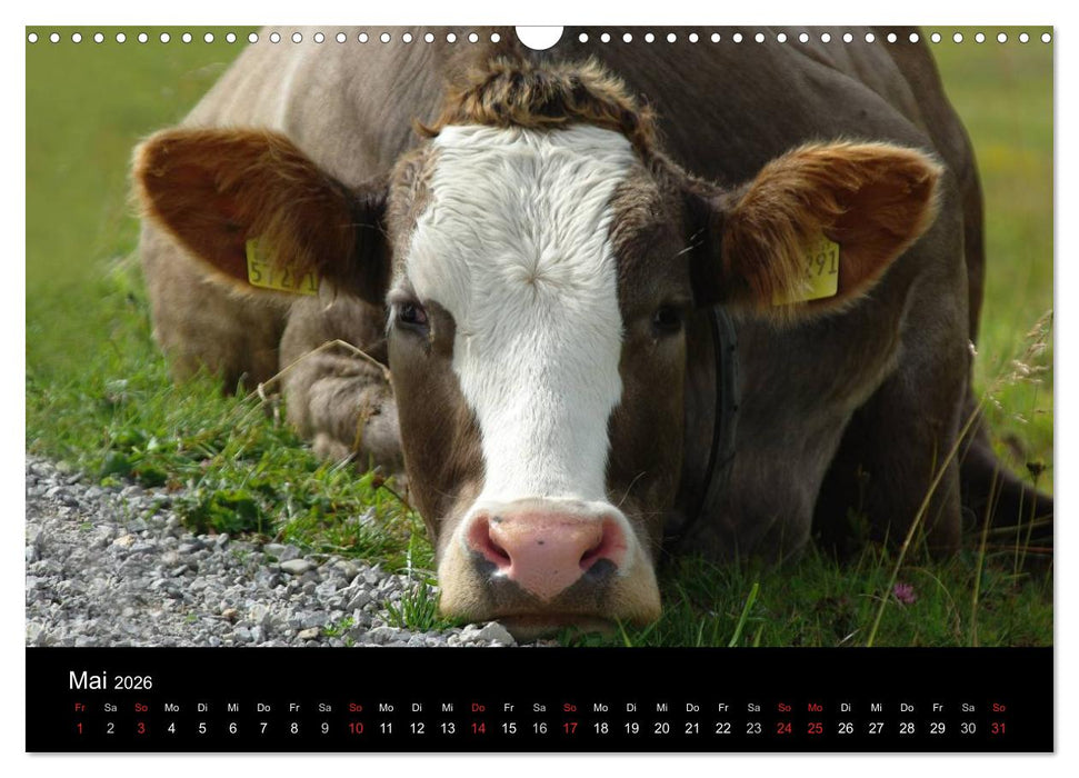 Glückliches Rindvieh 2026 (CALVENDO Wandkalender 2026)