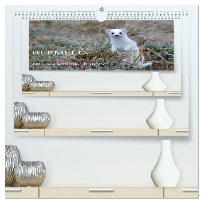 Hermelin - das wieselflinke Raubtier (CALVENDO Premium Wandkalender 2026)
