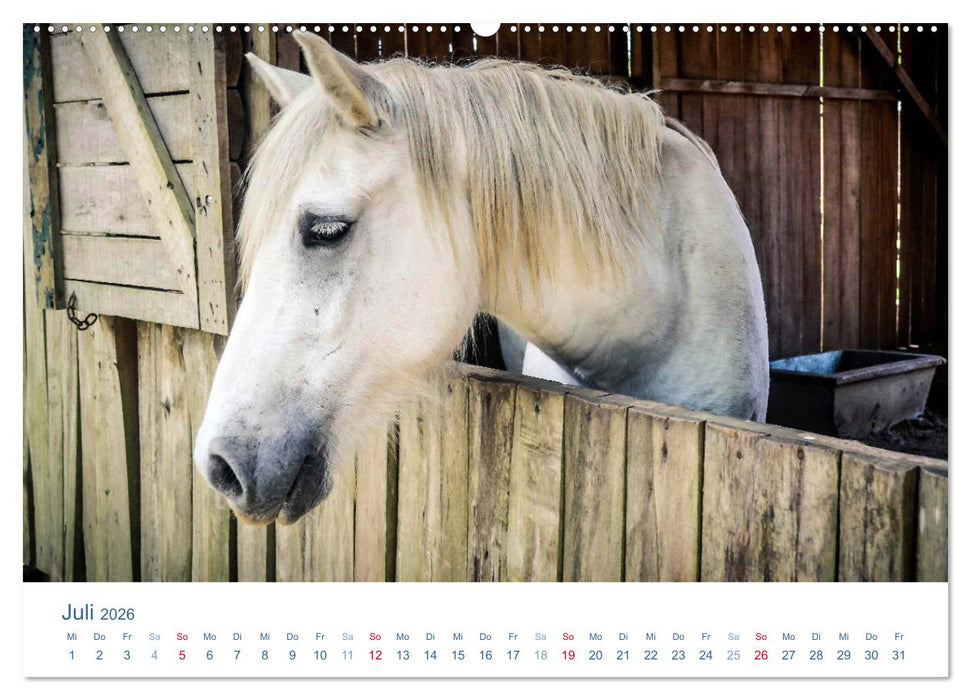 Tierisches Leben auf dem Bauernhof 2026 (CALVENDO Premium Wandkalender 2026)