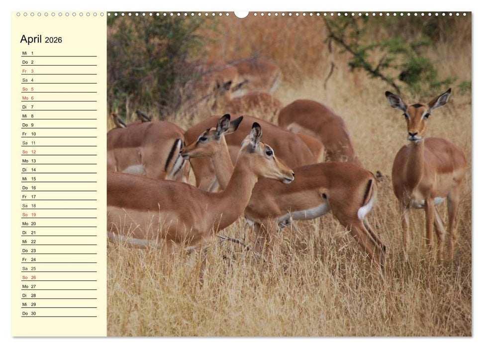 Afrika. Tiere in freier Wildbahn (CALVENDO Wandkalender 2026)