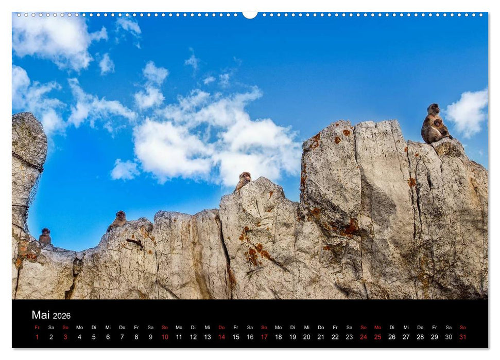 Gibraltar - der Affenfelsen (CALVENDO Wandkalender 2026)