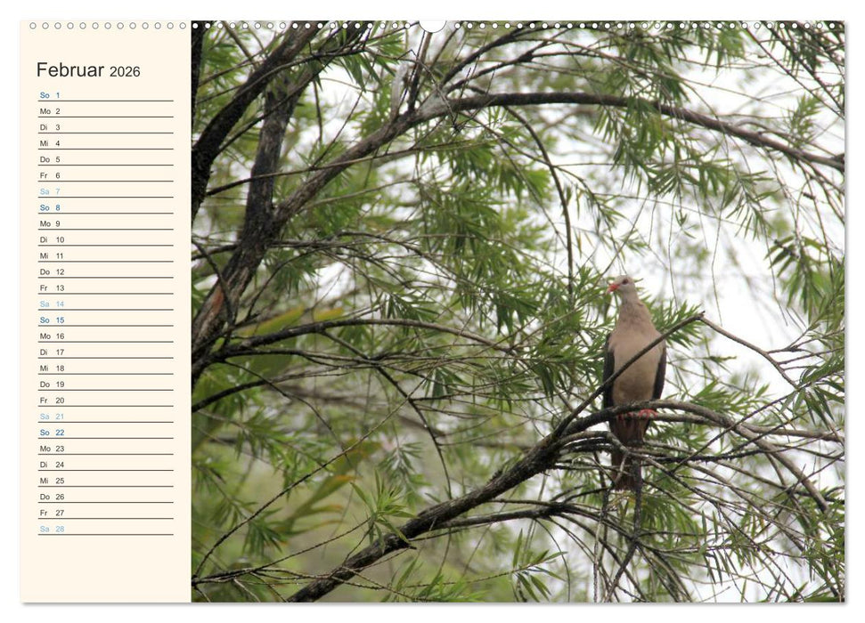 Mauritius - traumhaft und unvergesslich (CALVENDO Premium Wandkalender 2026)