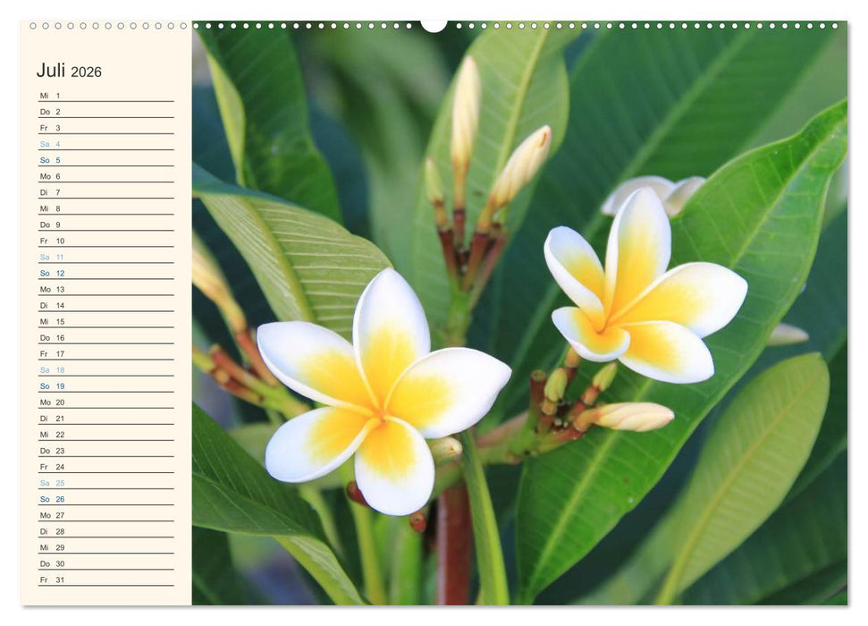 Mauritius - traumhaft und unvergesslich (CALVENDO Premium Wandkalender 2026)