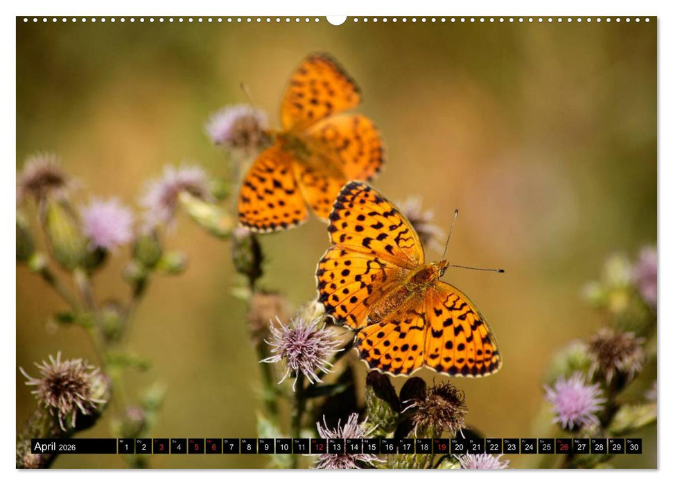 Frankreich - die Provence (CALVENDO Premium Wandkalender 2026)