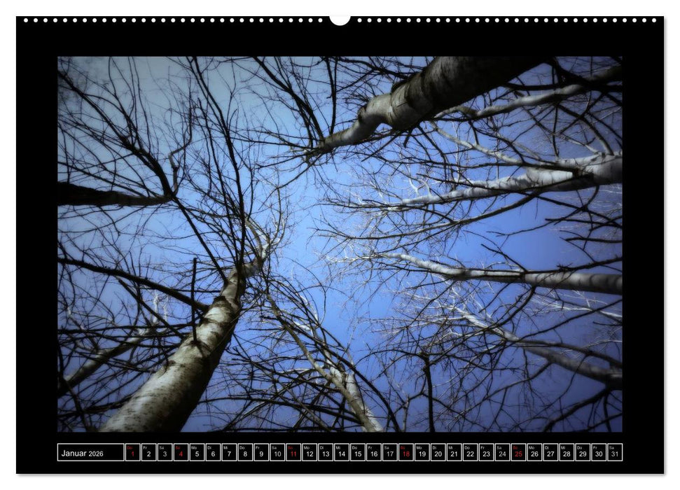 Der Reichswald bei Kleve (CALVENDO Wandkalender 2026)