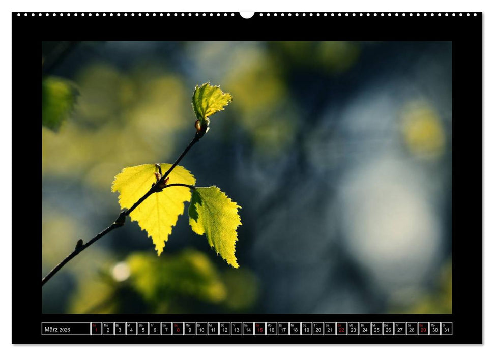 Der Reichswald bei Kleve (CALVENDO Wandkalender 2026)