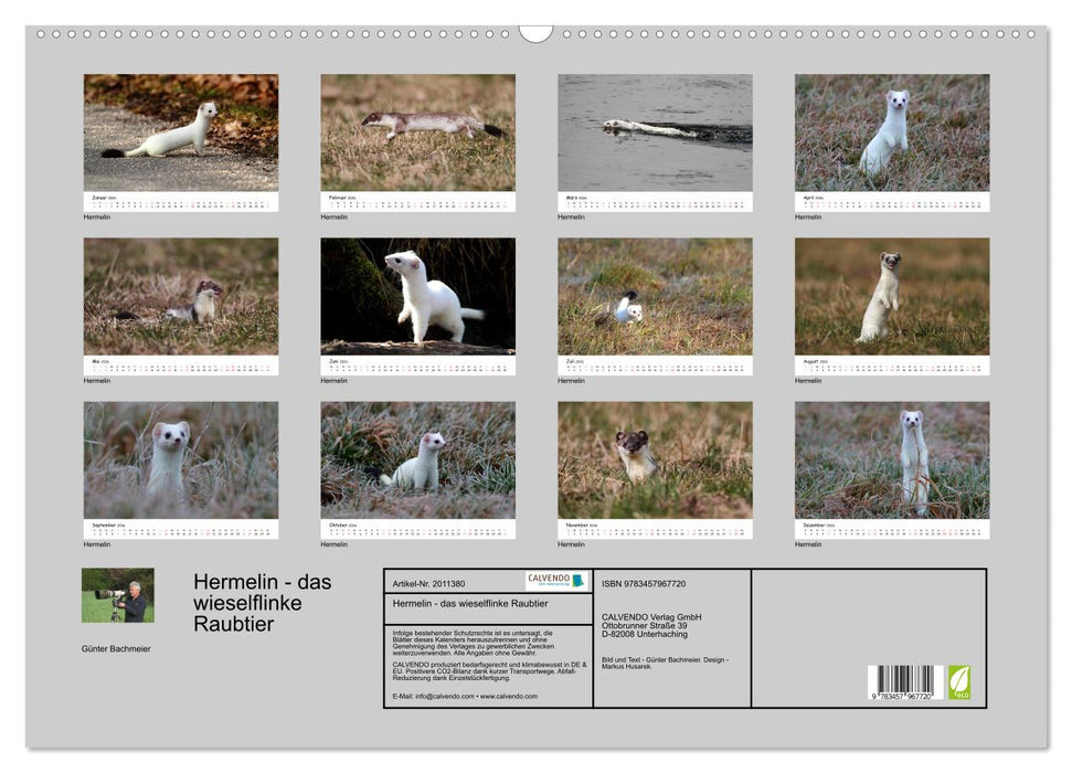 Hermelin - das wieselflinke Raubtier (CALVENDO Wandkalender 2026)
