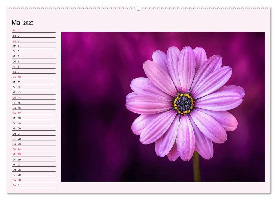 Lila - die mystische Farbe (CALVENDO Premium Wandkalender 2026)