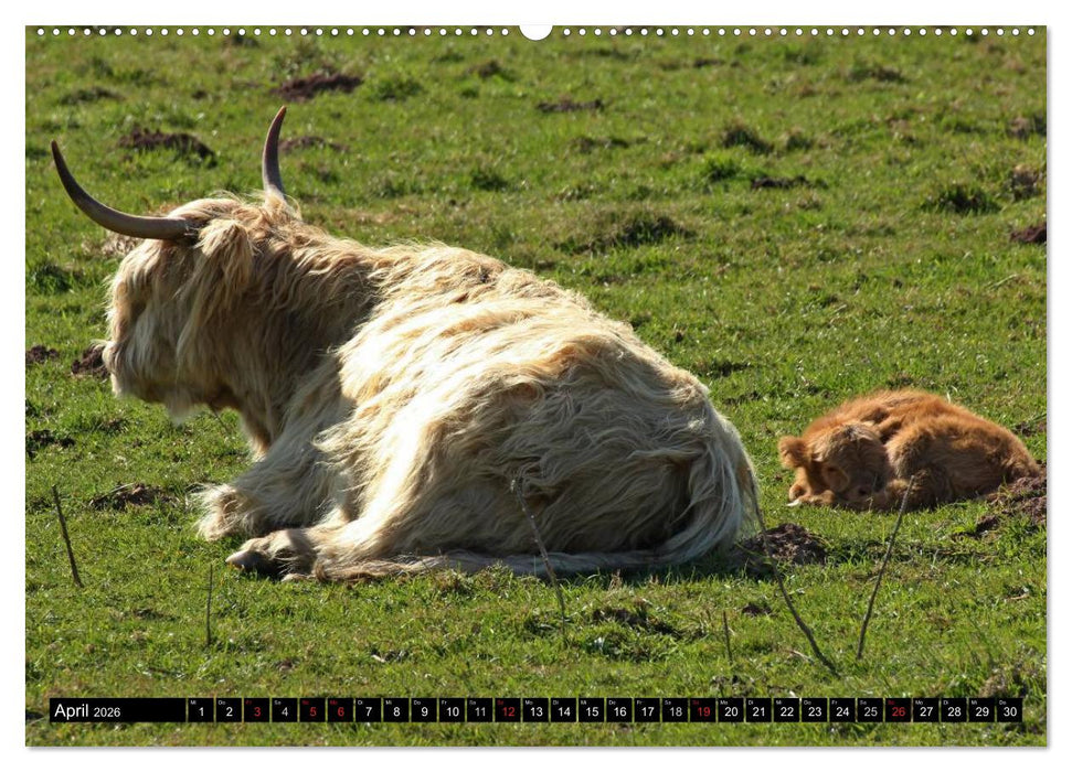 Das Schottische Hochlandrind (CALVENDO Premium Wandkalender 2026)