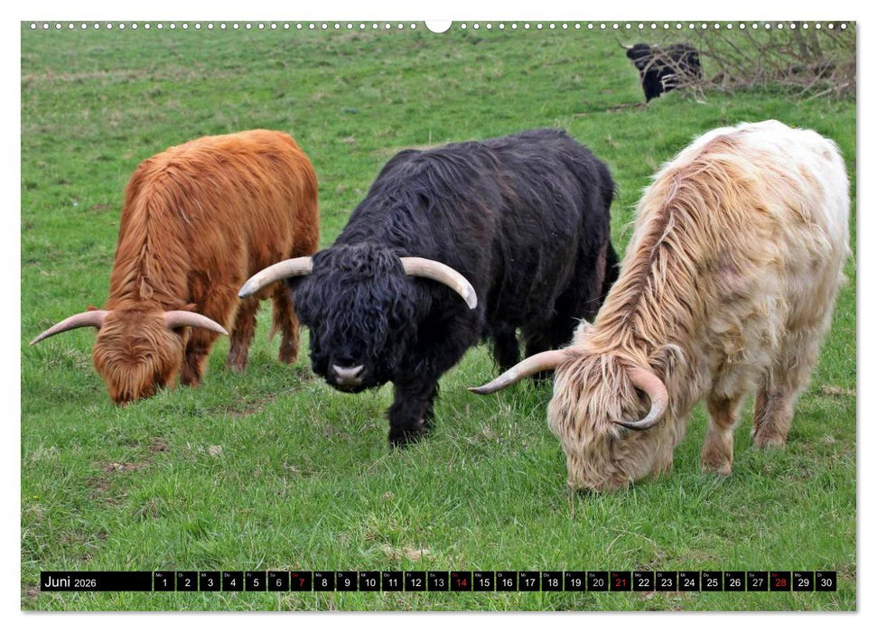 Das Schottische Hochlandrind (CALVENDO Premium Wandkalender 2026)
