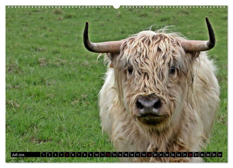 Das Schottische Hochlandrind (CALVENDO Premium Wandkalender 2026)