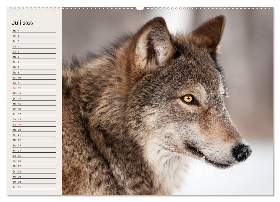 Wölfe. Verwegene Anmut (CALVENDO Premium Wandkalender 2026)