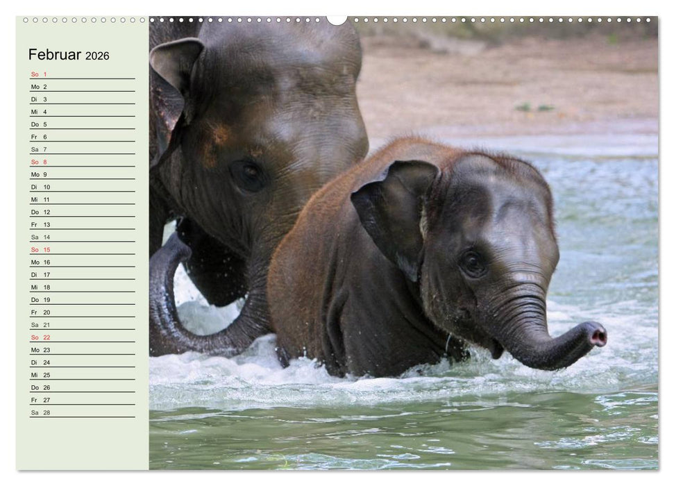 Elefanten. Badespaß am Strand (CALVENDO Premium Wandkalender 2026)