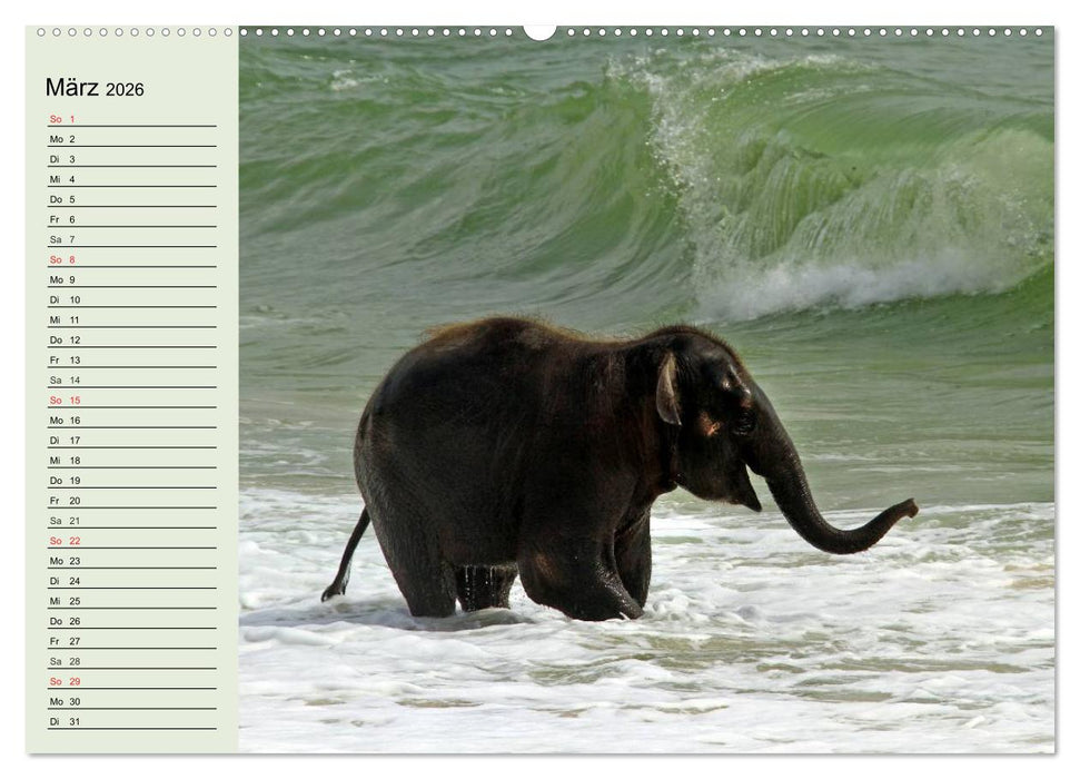 Elefanten. Badespaß am Strand (CALVENDO Premium Wandkalender 2026)