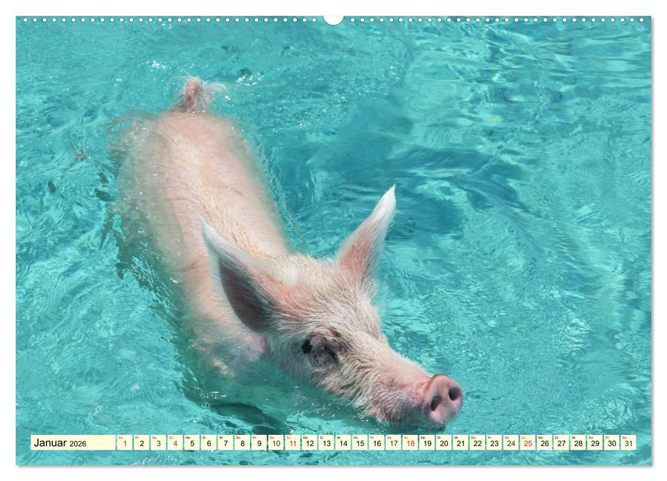 Schwimmende Schweine (CALVENDO Premium Wandkalender 2026)