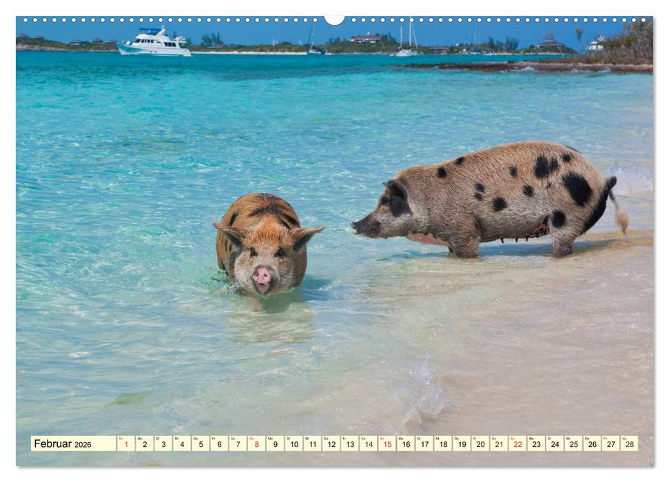 Schwimmende Schweine (CALVENDO Premium Wandkalender 2026)