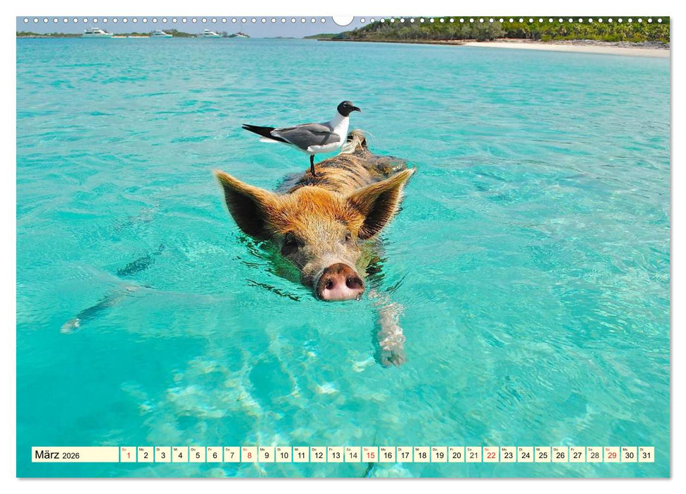 Schwimmende Schweine (CALVENDO Premium Wandkalender 2026)