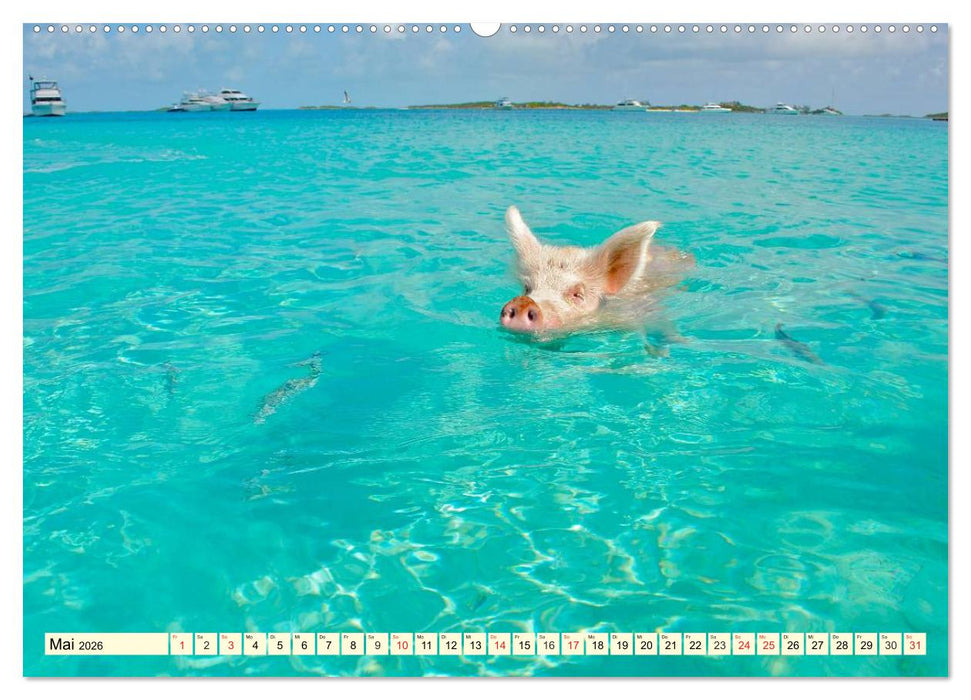 Schwimmende Schweine (CALVENDO Premium Wandkalender 2026)