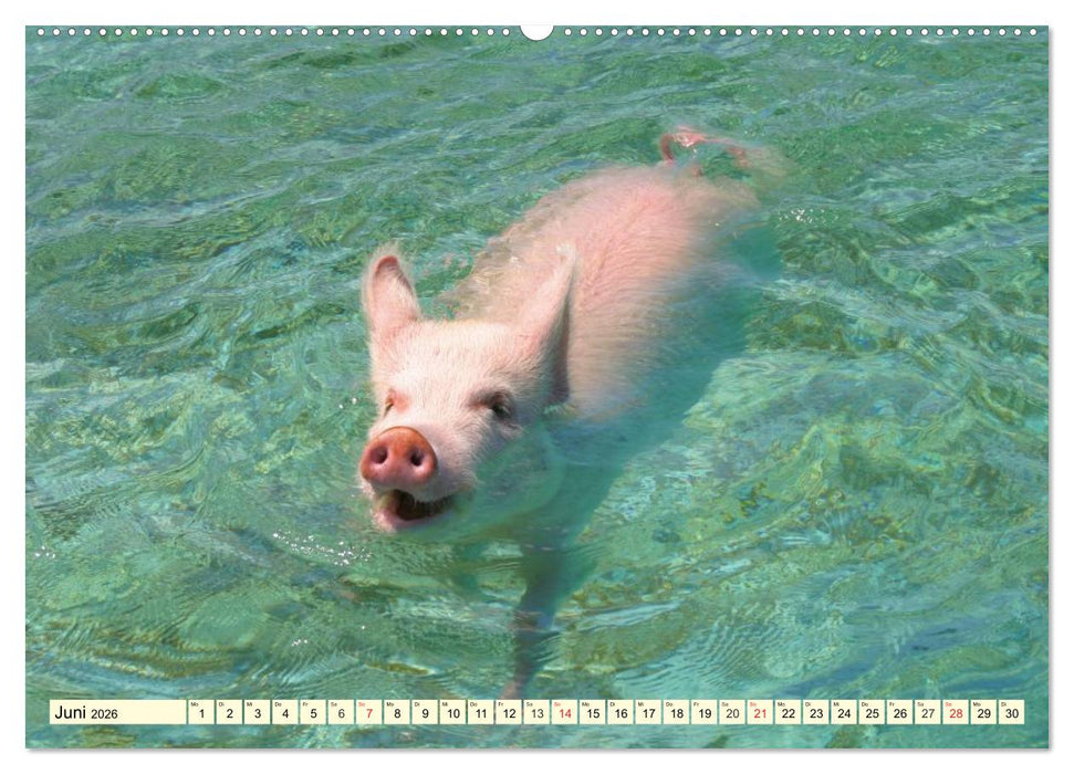 Schwimmende Schweine (CALVENDO Premium Wandkalender 2026)