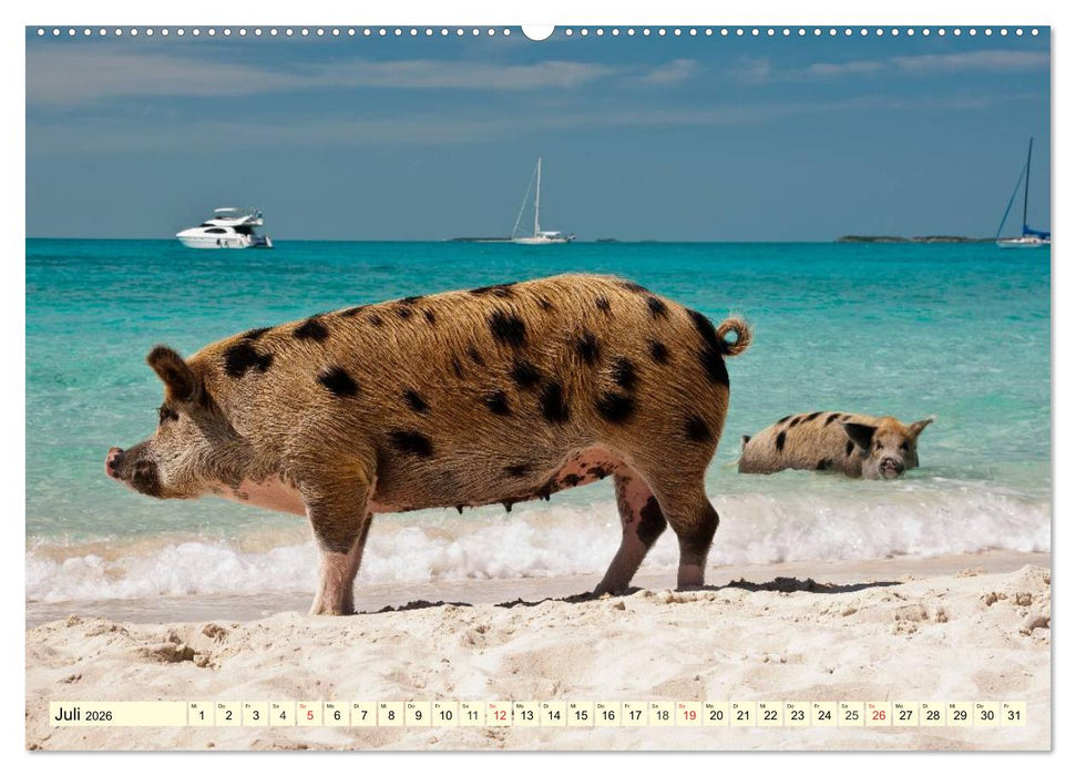 Schwimmende Schweine (CALVENDO Premium Wandkalender 2026)
