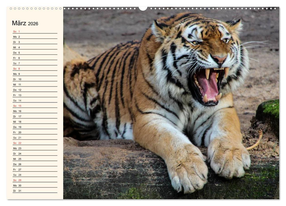 Tiger. Gestreift, wild und schön (CALVENDO Premium Wandkalender 2026)