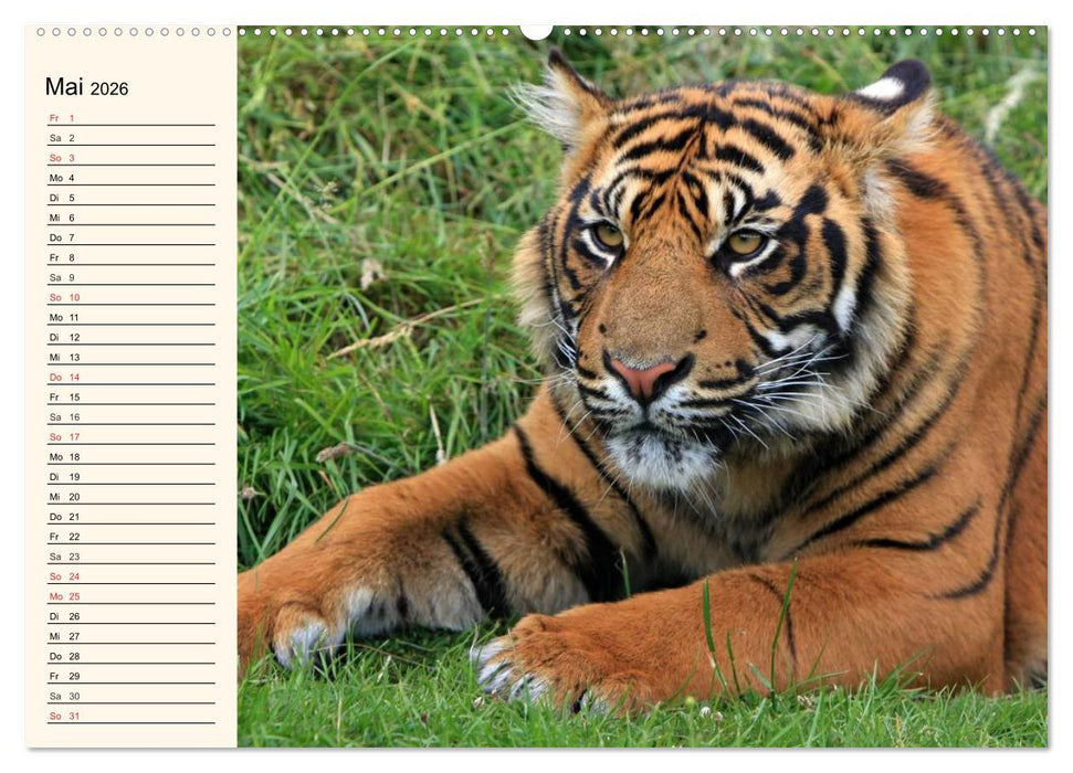 Tiger. Gestreift, wild und schön (CALVENDO Premium Wandkalender 2026)