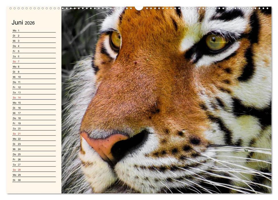 Tiger. Gestreift, wild und schön (CALVENDO Premium Wandkalender 2026)