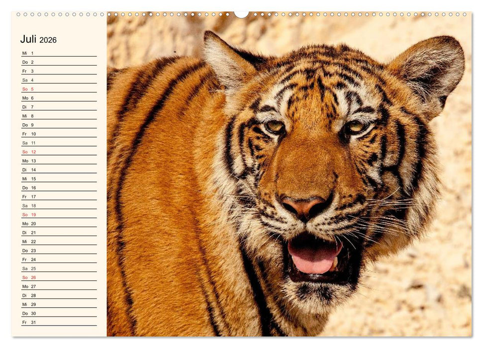 Tiger. Gestreift, wild und schön (CALVENDO Premium Wandkalender 2026)