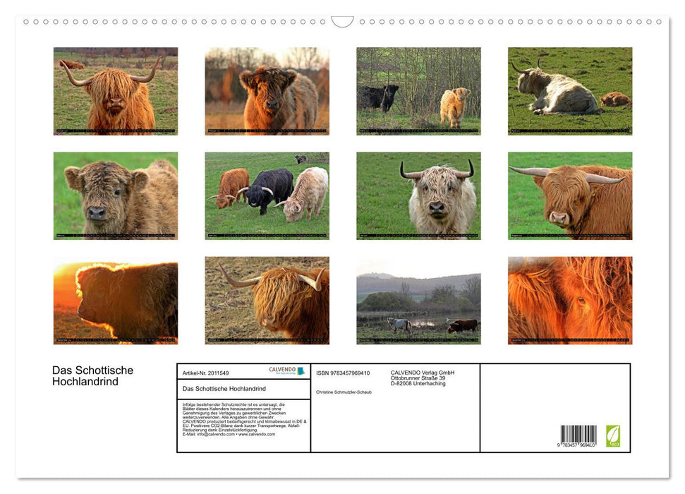 Das Schottische Hochlandrind (CALVENDO Wandkalender 2026)