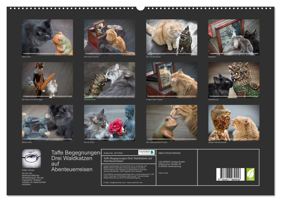 Taffe Begegnungen-Drei Waldkatzen auf Abenteuerreisen (CALVENDO Premium Wandkalender 2026)