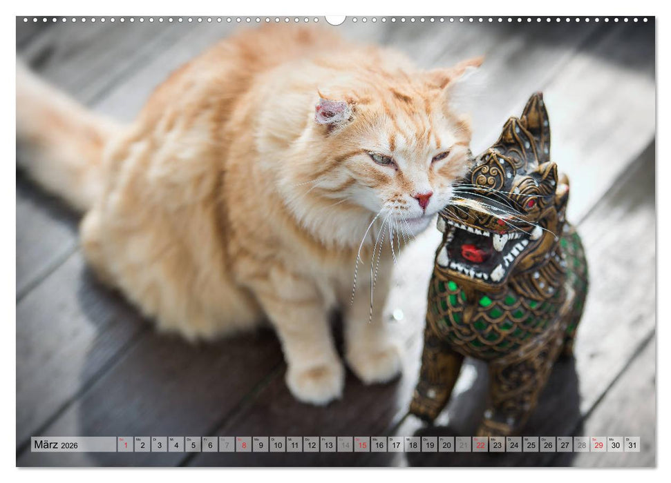 Taffe Begegnungen-Drei Waldkatzen auf Abenteuerreisen (CALVENDO Premium Wandkalender 2026)
