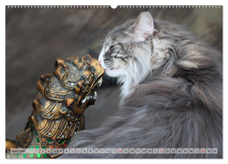 Taffe Begegnungen-Drei Waldkatzen auf Abenteuerreisen (CALVENDO Premium Wandkalender 2026)