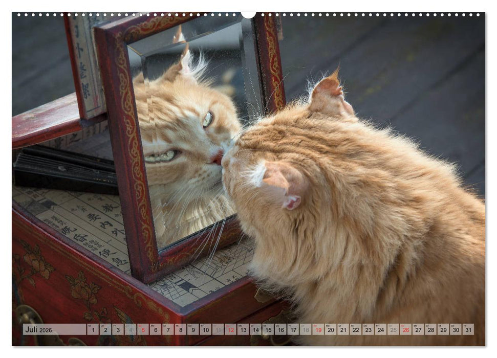 Taffe Begegnungen-Drei Waldkatzen auf Abenteuerreisen (CALVENDO Premium Wandkalender 2026)