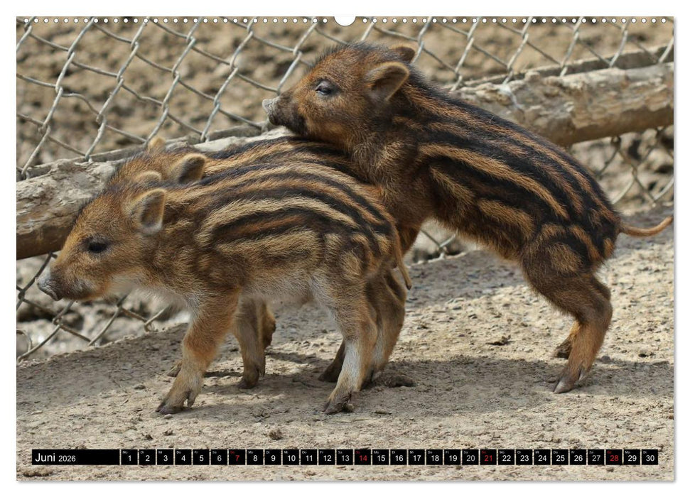 Der Schweinekalender (CALVENDO Wandkalender 2026)