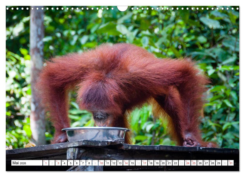 Orang Utans von Borneo Tierkalender 2026 (CALVENDO Wandkalender 2026)
