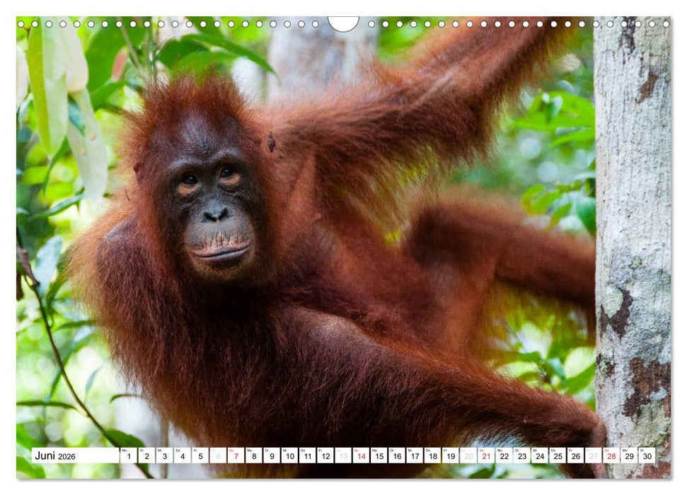 Orang Utans von Borneo Tierkalender 2026 (CALVENDO Wandkalender 2026)