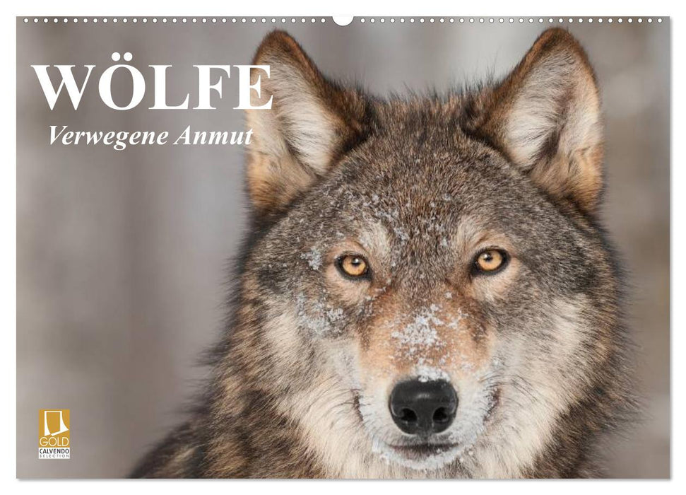 Wölfe. Verwegene Anmut (CALVENDO Wandkalender 2026)