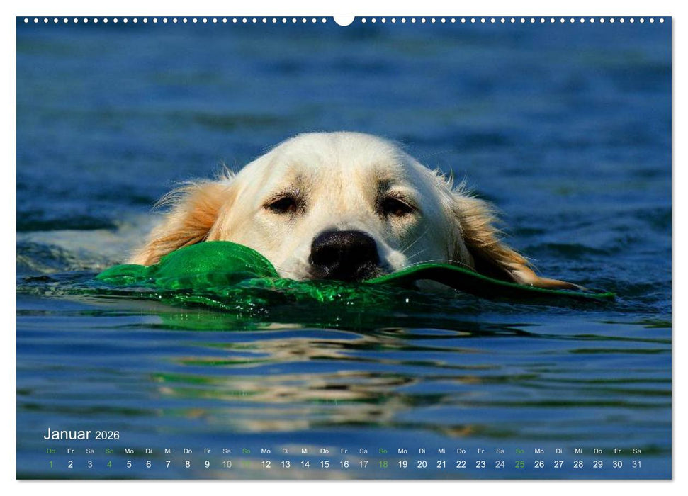 SPLASH - Hunde im Wasser (CALVENDO Premium Wandkalender 2026)