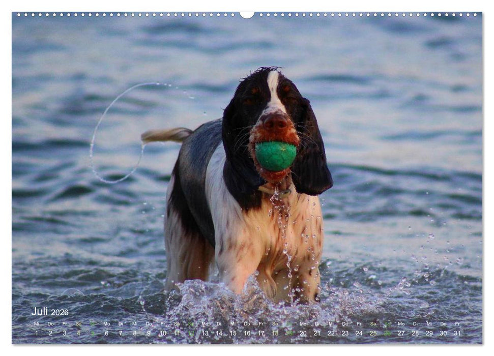 SPLASH - Hunde im Wasser (CALVENDO Premium Wandkalender 2026)