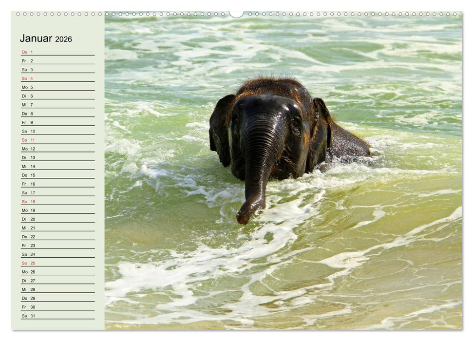 Elefanten. Badespaß am Strand (CALVENDO Wandkalender 2026)