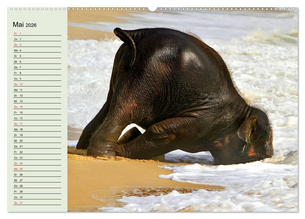 Elefanten. Badespaß am Strand (CALVENDO Wandkalender 2026)