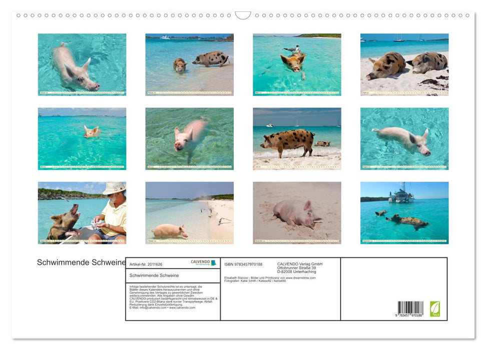 Schwimmende Schweine (CALVENDO Wandkalender 2026)