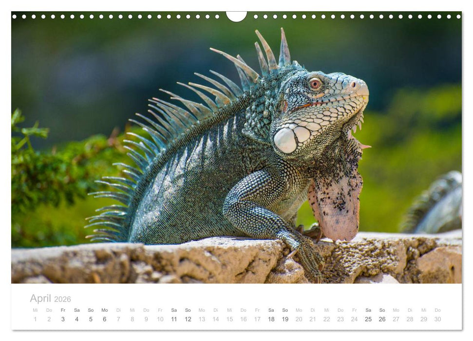 Trauminsel Curaçao (CALVENDO Wandkalender 2026)