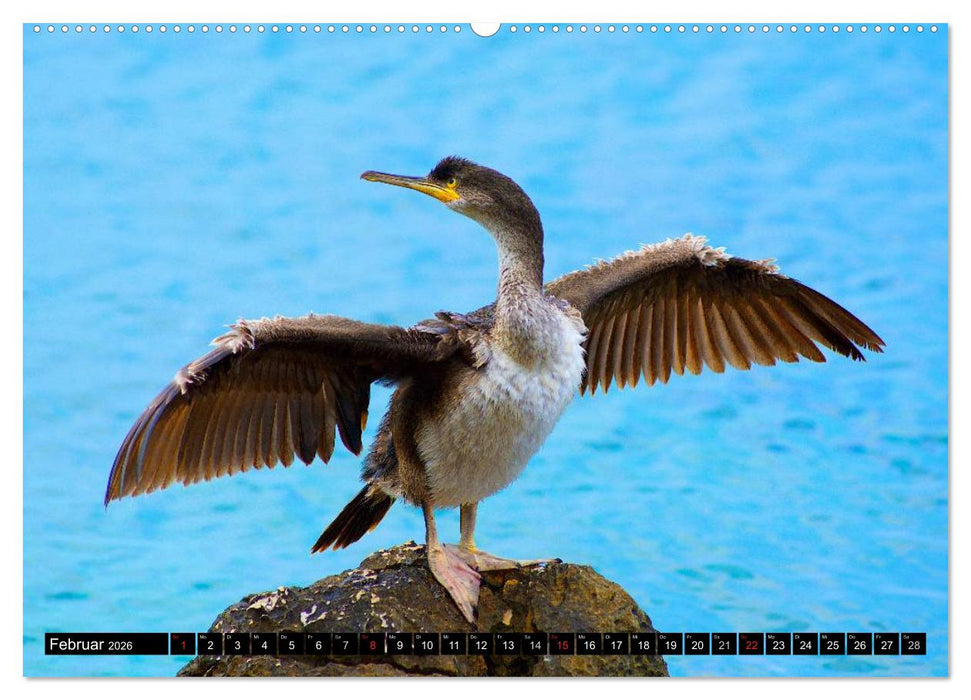 Rund um Krk (CALVENDO Premium Wandkalender 2026)